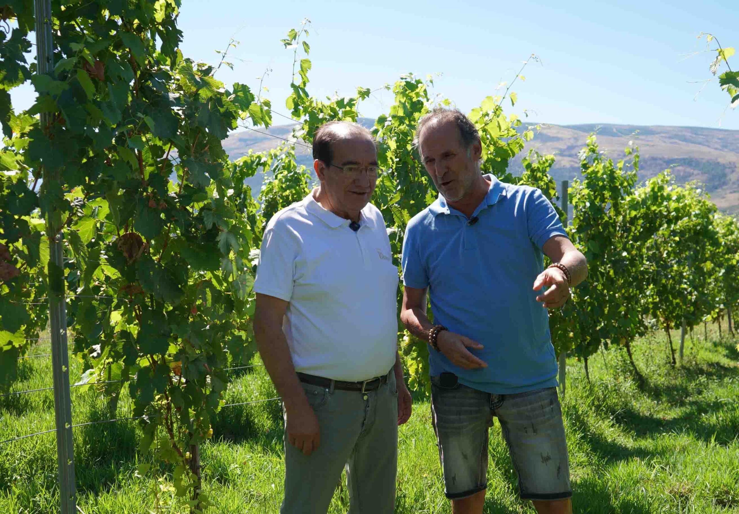La DO Valdeorras suma su primera bodega certificada en ecológico