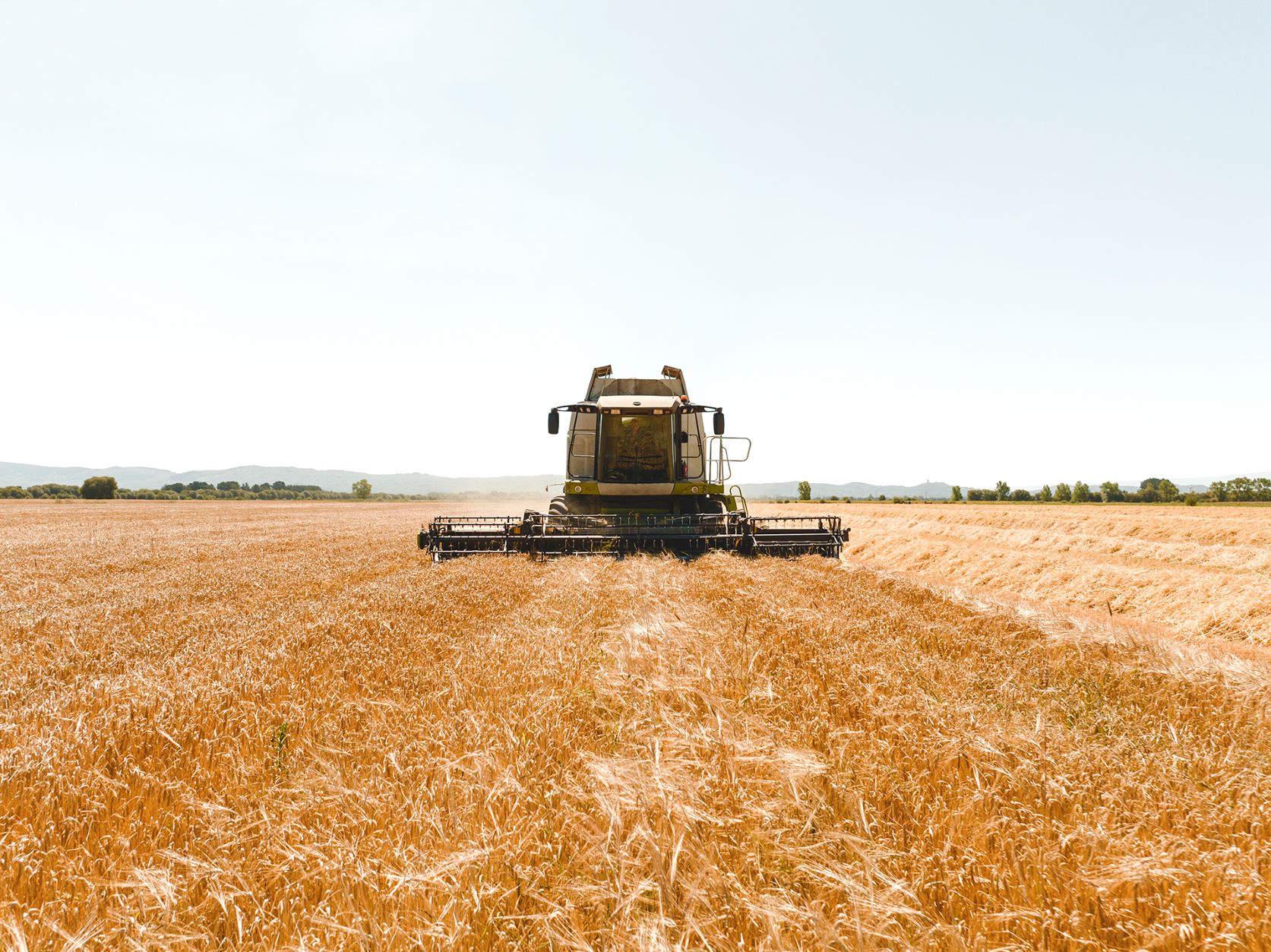 Cosecha de Galicia impulsa el crecimiento del cultivo de cebada maltera en A Limia