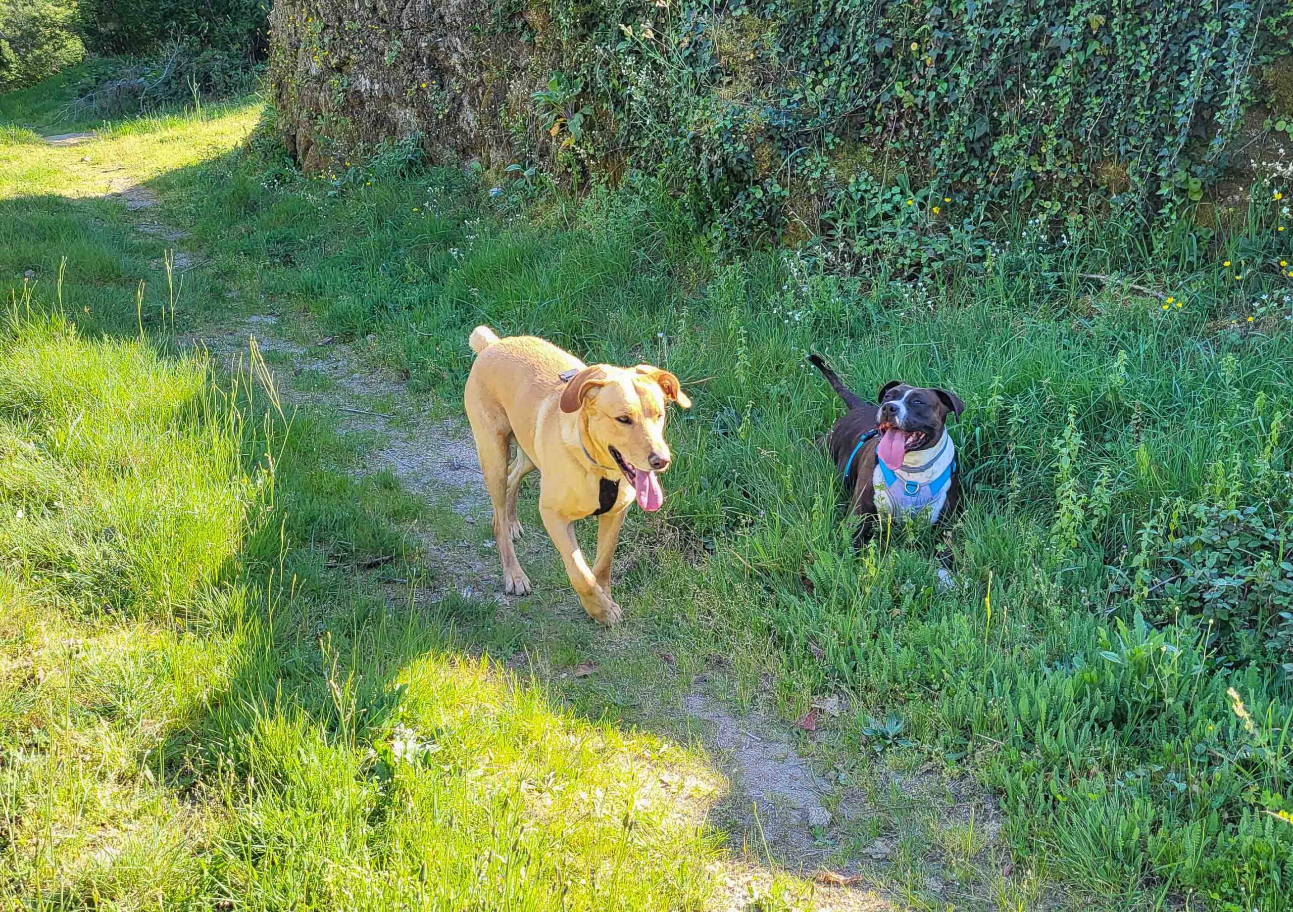 La Xunta da luz verde a la construcción de un campamento de turismo canino en Arzúa