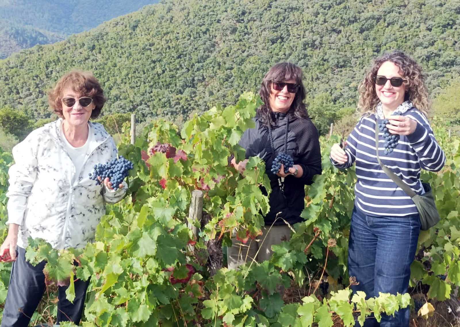 Vuelve el Viñobús de vendimia a la Ribeira Sacra