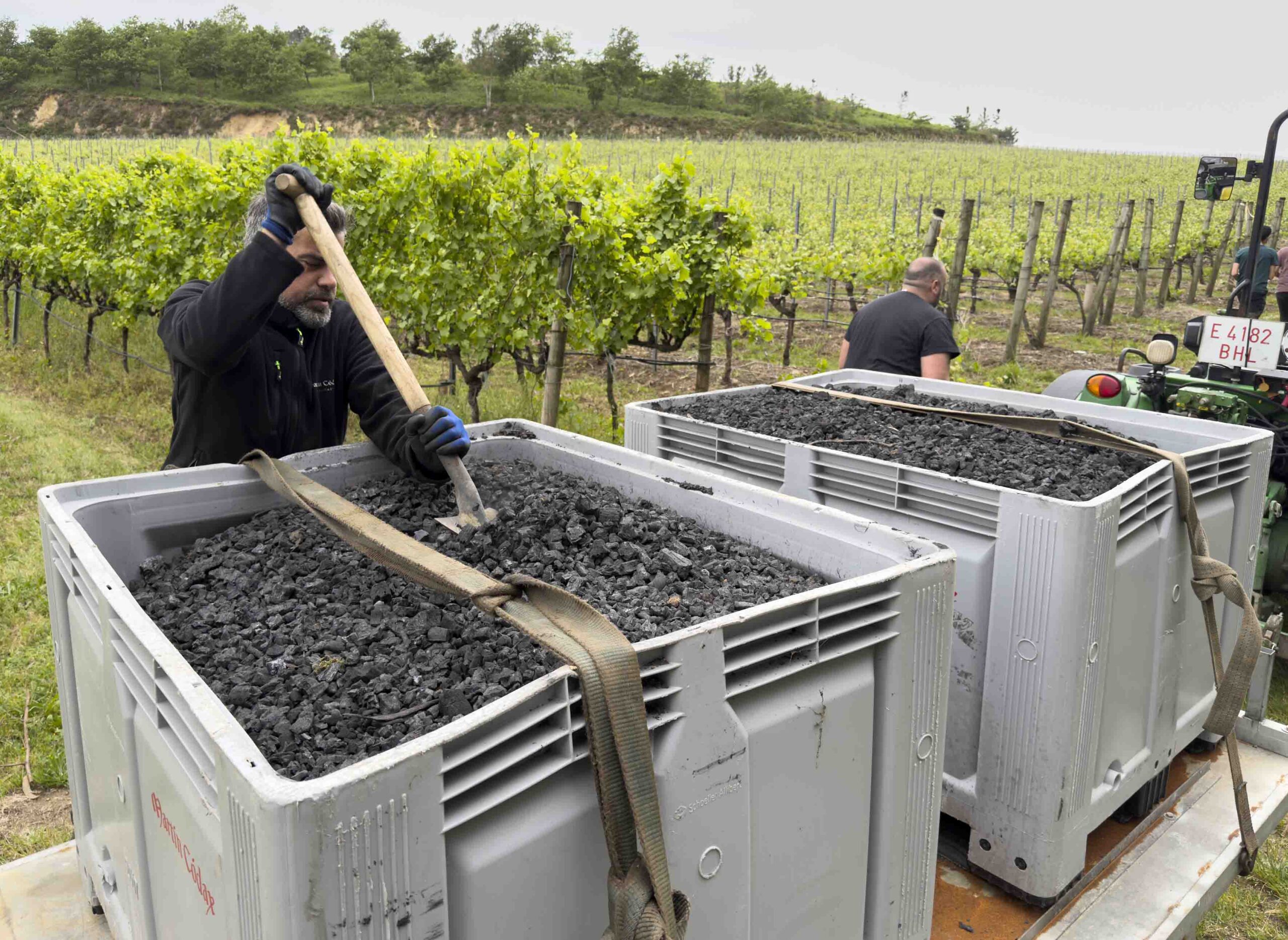 Buscan una solución para mejorar el suelo del viñedo frente al cambio climático