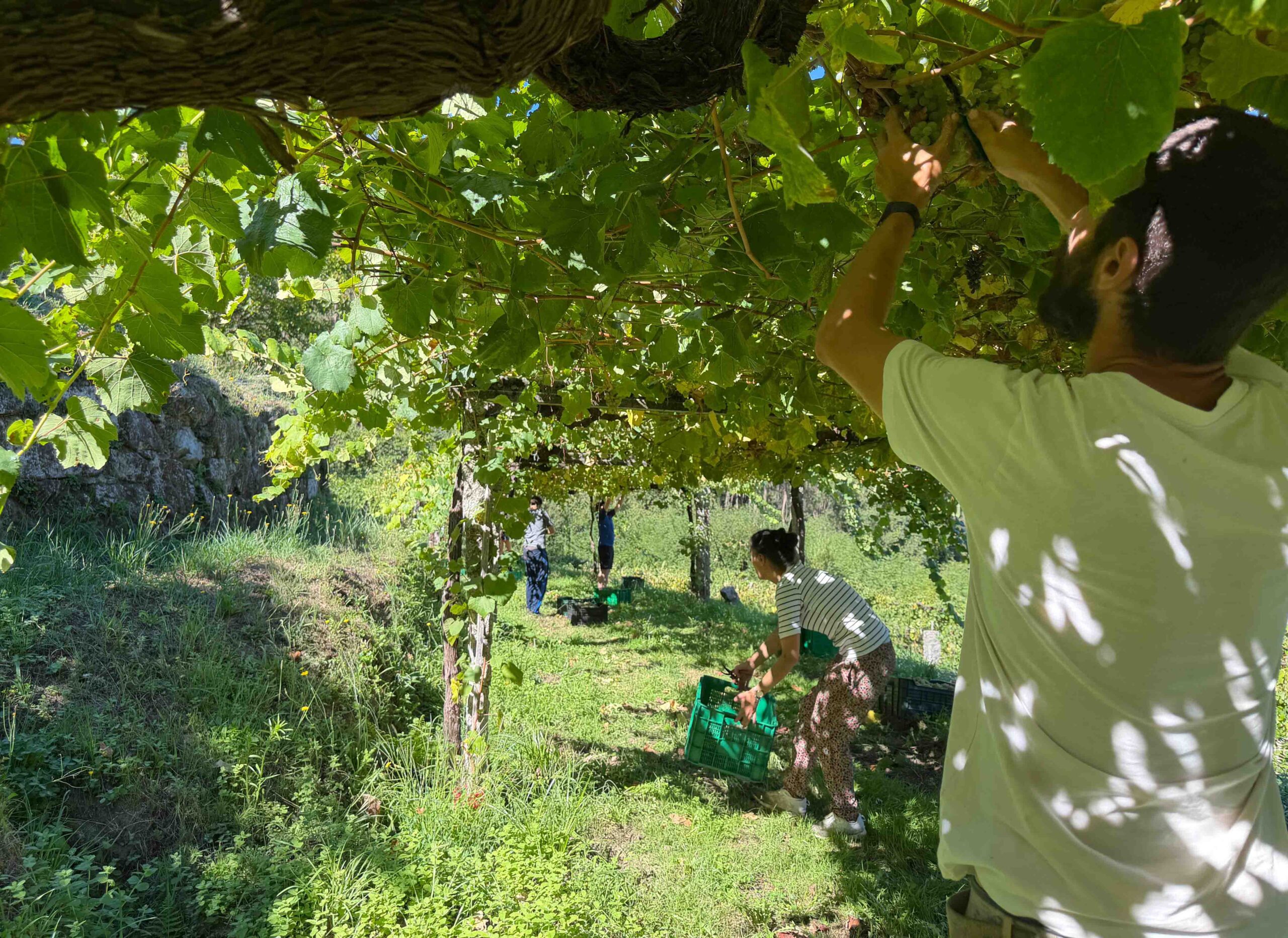 La Deputación de Pontevedra recoge más de 14.000 kilos de uva del Castillo de Soutomaior