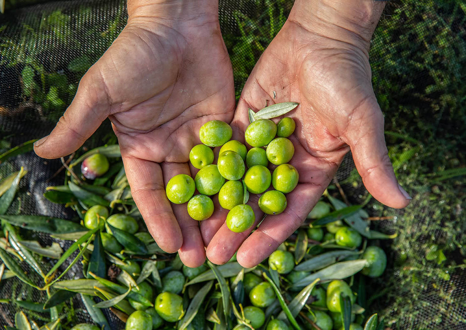La Unión Europea registra la nueva DOP aceite Valle del Tiétar