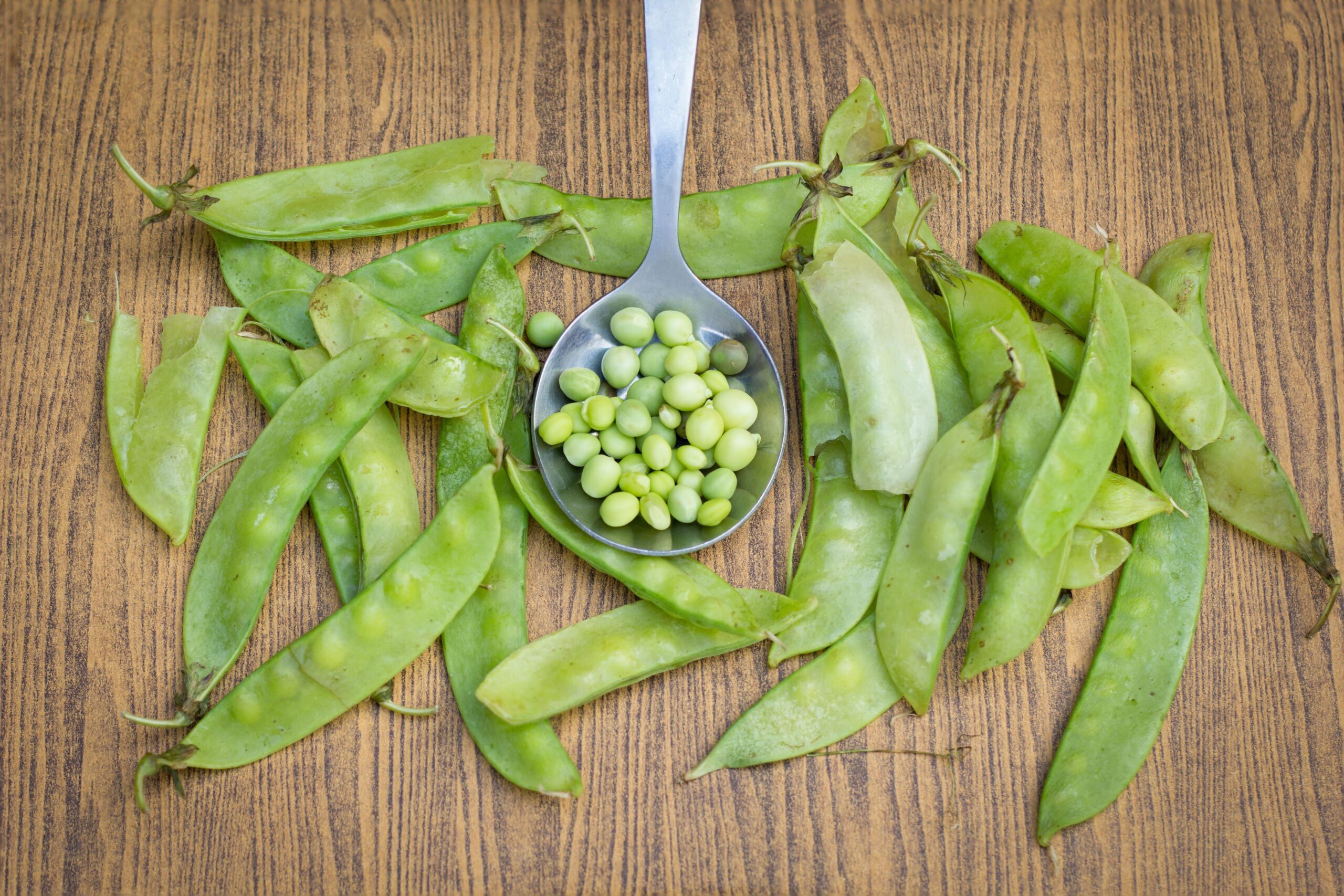 Pontevedra Host International Legumes Congress in October
