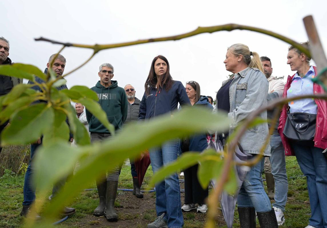 La Xunta destaca el potencial del aguacate para abrir nuevas oportunidades en el sector agrario